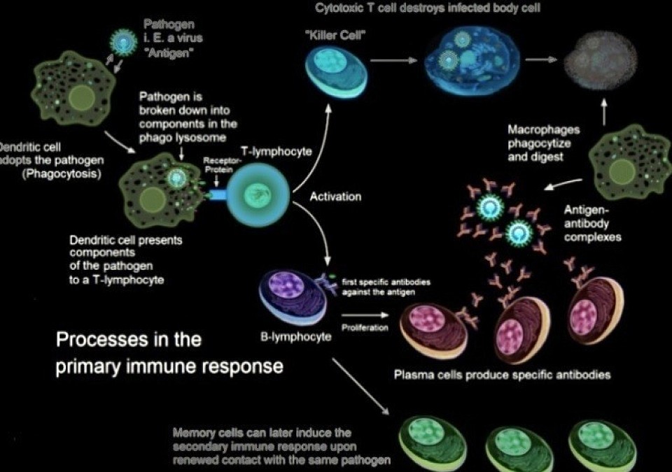 ──── ·:*¨༺ ♱ Immunity ♱ ༻¨*:· ────